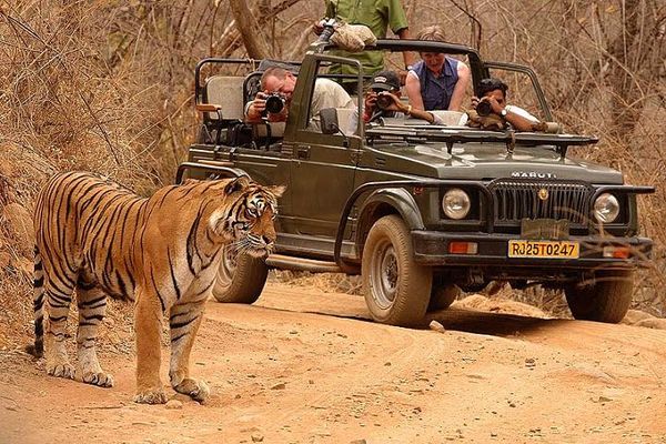 1467696282_0Ranthambore 1.jpg